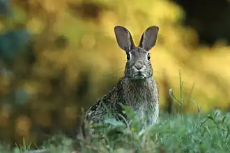 Rabbit spotted in one of the grassy areas.