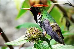 A perched male Lophornis magnificus
