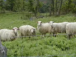 five white sheep in a field