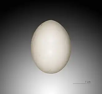 Egg in the collection of Muséum de Toulouse