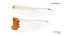 Female wings