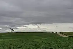 A tree and country road in Knapp, MN