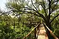 Treetop walk