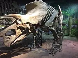 A Triceratops cast mounted at the museum.