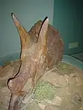 triceratops skull