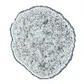 Trichoplax adhaerens