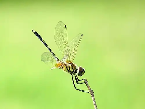 Male in Kerala, India