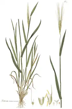 Botanical illustration of einkorn wheat