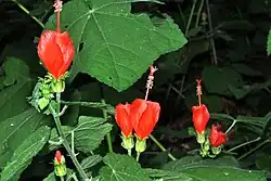 Turkcap (Malvaviscus arboreus var. drummondii) San Jacinto County