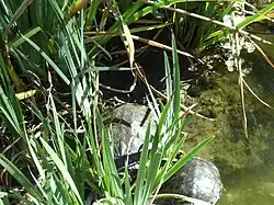 Turtles in the Will Rogers Memorial Park