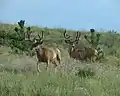 Two mule deer grazing