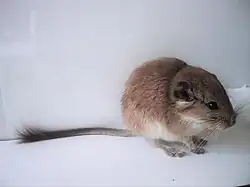 A rat with a hairy tail against a smooth white backdrop
