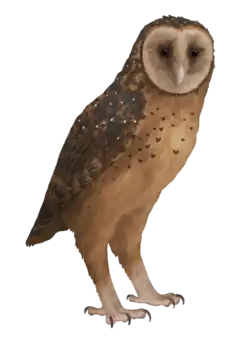 A drawing of Tyto pollens, a large, darkly coloured owl with a heart shaped face.