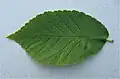 Ulmus FL025 (glabra x pumila) leaf