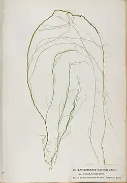 A museum voucher of Ulva clathrata labeled with the no longer accepted name Enteromorpha clathrata