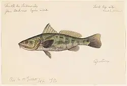 An 1865 watercolor umbrina painting by Jacques Burkhardt.