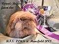 Upton's Butter, fawn Mini Lion Lop. BiS LLUK Mansfield 2008