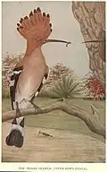 Hoopoe