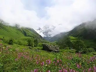 The perpetual alpine meadows in Valley of Flowers, Uttarakhand, India (western Himalayas)