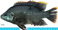 Oreochromis variabilis, a threatened species of the Lake Victoria basin