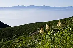 Veratrum stamineum in the mountains of Japan