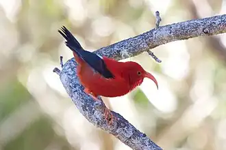 ʻIʻiwi (Drepanis coccinea), a Hawaiian honeycreeper