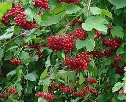 Foliage and fruit