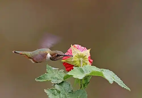 Feeding on Abutilon