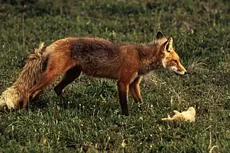 Third trophic level Foxes eat rabbits at the second trophic level, so they are secondary consumers.