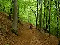 Beech forest in the Northern Vosges.