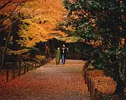 Leaf peeping (Momiji)