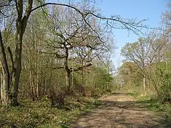 Waresley Wood