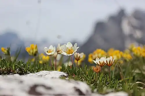 Dryas octopetala – mountain avens