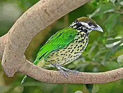 National Aviary, Pittsburgh USA