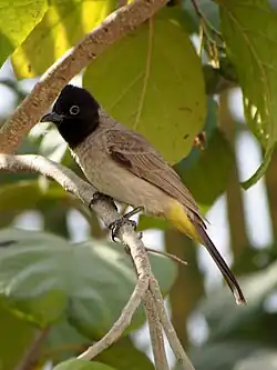 White-spectacled bulbul Pycnonotus xanthopygos
