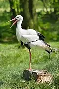 white stork