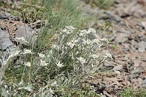 Sparse Alpine vegetation, Jun '18