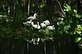 White ducks sunbathing at Gough Whitlam Park, Earlwood 2018