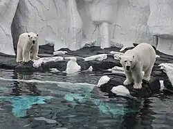 Two polar bears
