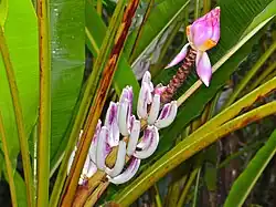 Inflorescence