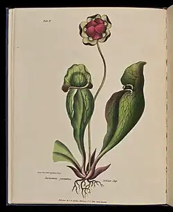 Wild Flowers of Nova Scotia: Sarracenia purpurea. Indian Cup (Plate IV), 1840, National Gallery of Canada