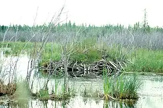 Beaver lodge