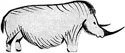 The woolly rhinoceros, painted in red ochre with shading and partial representation of the hair. Attributed by Breuil to the late Aurignacian. Possibly Magdalenian. After Breuil.