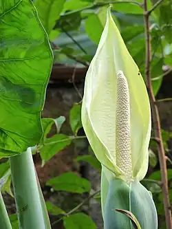 Inflorescence of Xanthosoma sagittifolium