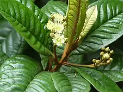 Xanthostemon graniticus