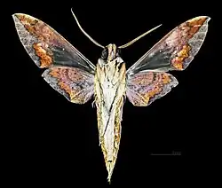 Male underside Xylophanes chiron nechus