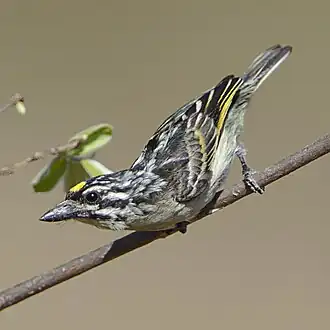 Yellow-fronted tinkerbird