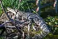American alligator