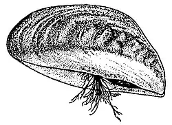 Drawing, showing the byssus