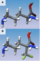 Figure 1 (A) 3D structure of L-Ornithine (B) 3D structure of Eflornithine. This molecule is similar to the structure of L-Ornithine, but its alpha-difluoromethyl group allows interaction with Cys-360 in the active site